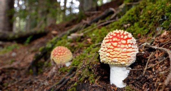 Mantarlarla alakal olarak halk arasnda, aadaki belirtildii biimde ilm deeri olmayan yaygn inanlar da vardr.