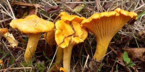 Mantar koparldnda rengi deimezse mantar zehirsizdir; mantarn i ksm mavileirse bu mantar zehirlidir.