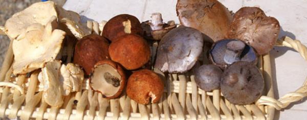 Yourtla yenen mantar zehirlemez.