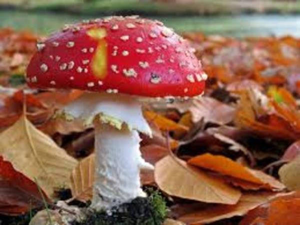 Aalardaki mantarlar zehirsizdir.