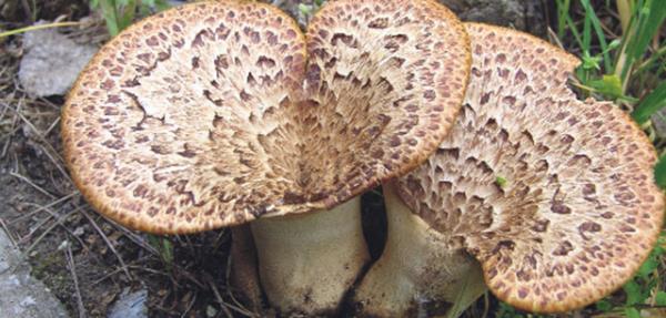 Zehirli mantar gm kakla piirilirse kak kararr ve Salyangozlar zehirli mantarlar yemezler.