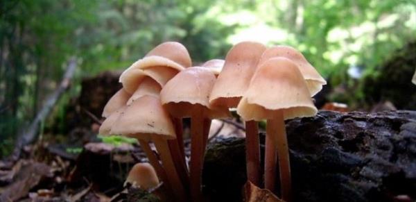 Piirilen mantarda zehir yok olur.