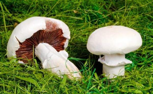 <b>Kltr Mantarlar Zehirler mi?</b>