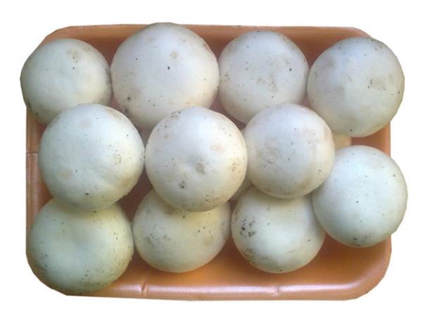 Kltr mantarlar bnyelerinde zehirli maddeleri bulundurmadndan bir zehirlenme grlmesi mmkn deildir.