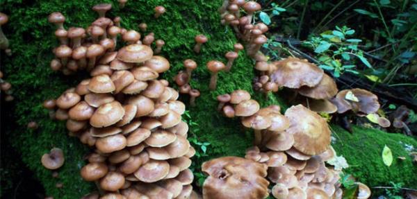 Sirkeli ve tuzlu suda kaynatmakla mantarn zehri alnr.