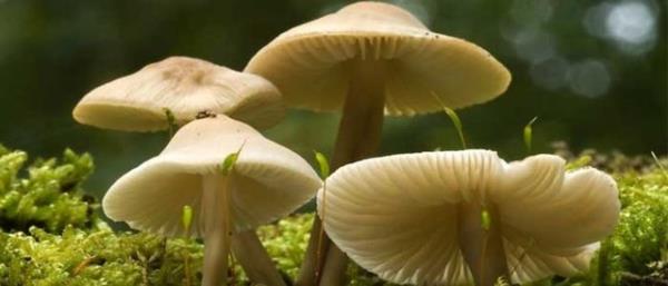 Sersemlik, uykuya meyil, tansiyon dkl, bulank grme, yz ve boyunda kzarmadr.