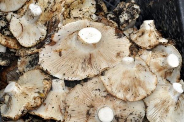 lkemizde doal alanlarda yetien zehirli mantarlarn da bulunduu unutulmamaldr.