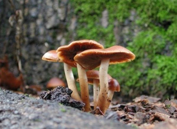 Bulant, Kusma, shal, Ate, Nabz art, Kann ars ile Daha sonra karacier ve bbrek bozukluklar ile bu organlarn bozukluklarna bal belirtiler eklindedir.