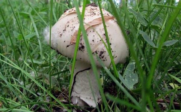 <b>Mantar Zehirlenmesinin Belirtileri Nelerdir?</b>