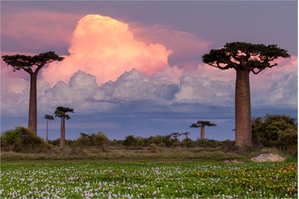 Madagaskar  Rvet verme oran yzde 28.