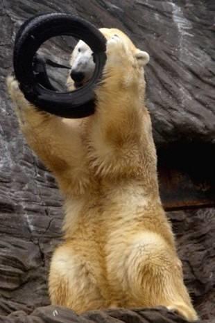 Boynuna dolanan lastii karmak iin uzun sre aba sarfeden ay nihayet lastii kafasndan karmay baard. Aynn lastikle mcadalesi fotoraf Stanley Dubin tarafndan kare kare grntlendi.