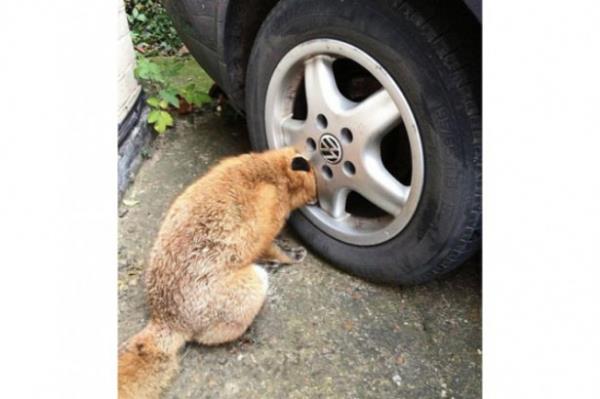 ngiltere'nin Essex kentinin Grays kasabasnda ehre inen bir tilki kafasn otomobilin cantna sktrnca yardmna itfaiye kotu.