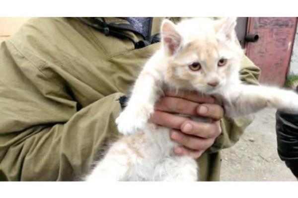 Uzun uralar sonucu skt yerden karlan kedi herhangibir yara almadan kurtulmay baard.