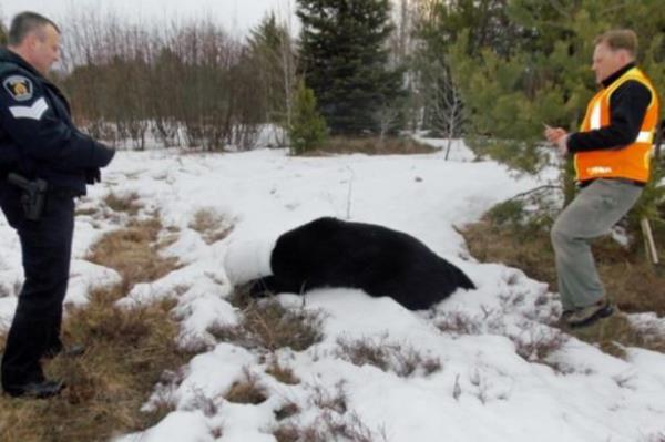 izgi film sahnesini andran olay mahalle sakinlerinin kafasnda plastik kavanoz olan bir aynn etrafa arparak gezdiini grmesiyle ortaya kt. Mahalle sakinleri Sabah 5:30 saatinde durumu polise bildirdi.