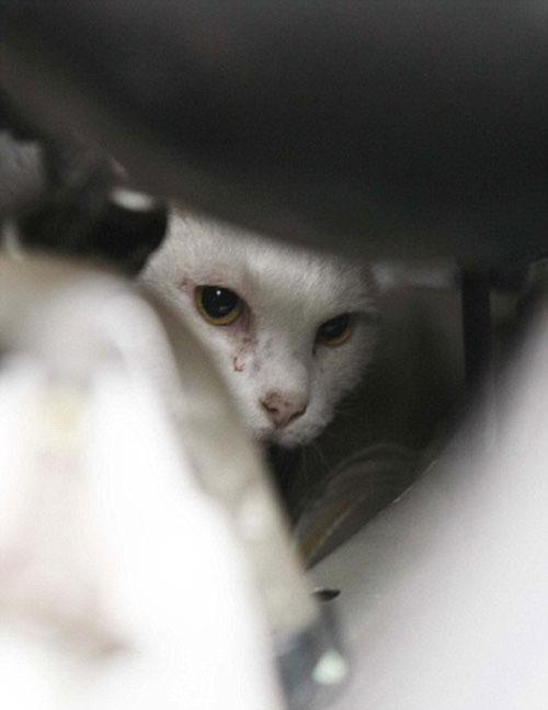 ngiltere'deki Bat Sussex'de yaayan anssz kedi Napolyon, pencereden aa, yaklak 9 metreden dt ve bir arabann motorunun iinde skp kald.