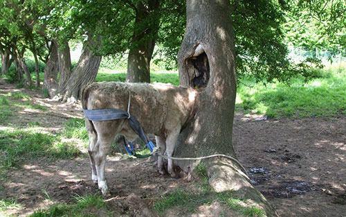 Shropsfire'daki yangn ve kurtarma hizmetleri grevlileri, kafas aaca skan bir inei kurtarmak iin uzun sre urat. Neyse ki hayvan yara almadan kurtuldu.