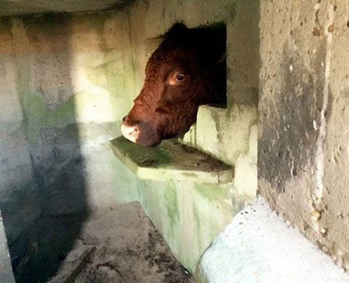 Cebelitark'ta ekilen bu fotoraftaki talihsiz inek yaklak 4 saat boyunca ayn yerde skp kald.