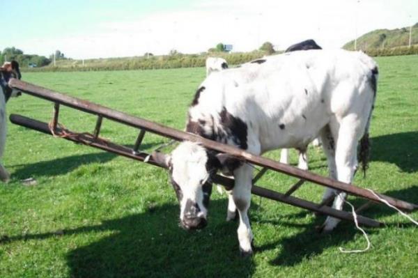 Merakl hayvanlarn balarn belaya sokmak iin nasl aba sarf ettiklerini ve o anlar yanstan komik fotoraflar grmek ister misiniz? te karnzdan ba dertte olan hayvanlar...