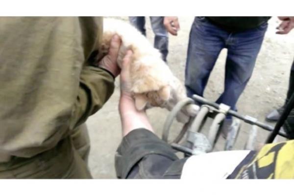 Ara sahibi ve etrafndakiler kediyi karmay baaramaynca istasyona polis ve itfaiye arld.