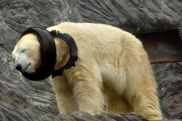 ek Cumhuriyeti'nin bakenti Prag'daki hayvanat bahesinin sakinlerinden olan bir ay, bulduu lastii kendine oyuncak ettikten sonra kafasna geirdi.