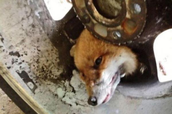 Kafasn sktrd otomobilin cantnda yaklak 45 dakika kalan tilki kurtarldktan sonra vahi yaam hastanesinde tedavi edilip serbest brakld. Bir grevli "Canta skmt, kendi bana kurtulamyordu. tfaiyeyi aradk ve onlar geldi kurtard" dedi.