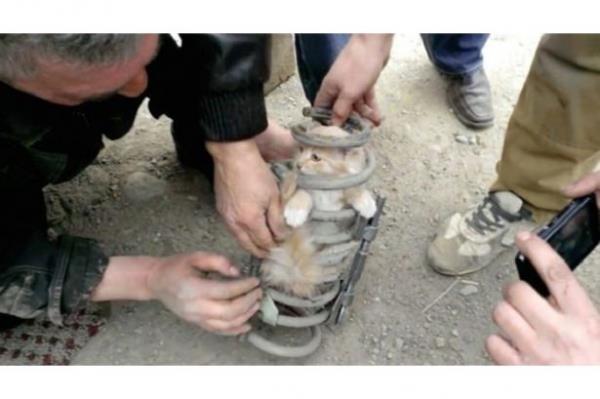 Rusya'da meydana gelen olayda 50 km yol aldktan sonra yakt almak iin bir benzin istasyonunda duran Bouranin, aracndan gelen miyavlama sesleri zerine aracn incelemeye balad.