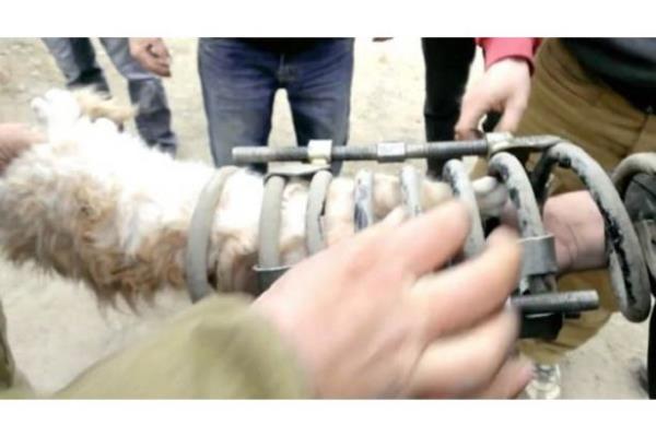 Sspansiyonlarna skan kediyi farkeden Bouranin, kediyi kurtarmak iin istasyonda bulunanlardan yardm istedi.