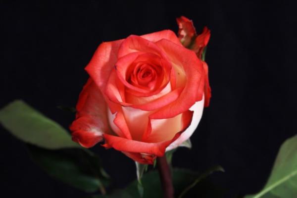 <br>ileli bir mr omuzlarnda tayan?</br>  <br>Peygamber babasna bir anne gibi davranan?</br>  <br>Cennet genlerinin efendilerinin annesi?</br>  <br>lmin kapsnn ei? </br>  <br>Ekmeini kendi yapan, buday tmekten elleri ien, infak toklua tercih eden?</br>  <br>Ve gidiine dayanamad babasnn ardndan gen yata dnyadan ayrlan?</br>