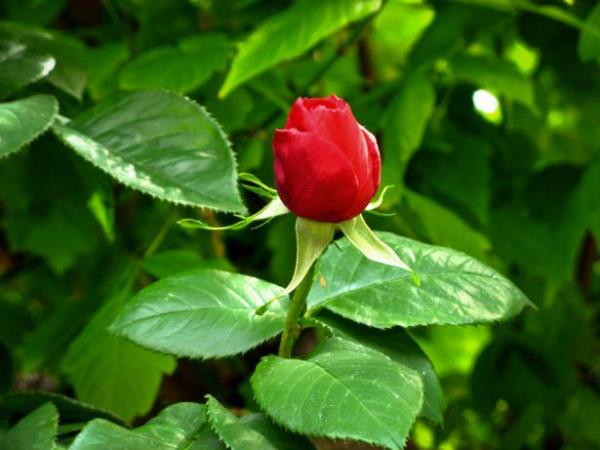 <br>*O l scanda gnein altnda tebli vazifesini ifa ederken, glgelikte durmaya raz olmayan?</br>  Rabbin Tela Cebrail (aleyhisselm) ile 'Ya Resl, Hak Tel Hatice'ye selm etti. Bu selm Hatice'ye ulatr' diyerek selam gnderdii ve cennette kendisi iin incilerden yaplm kk hazrlanan? Fatma'nn annesi?  <br>Resuln biricik ei?</br>