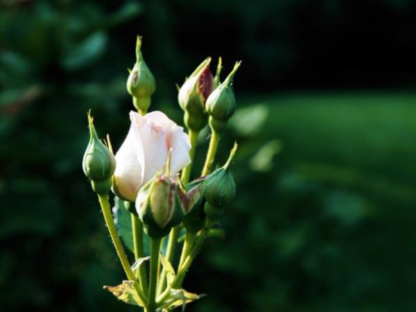 <br><b>Kadn...</b></br>  Rabbin Tela bir dier cinse emanet ettii, Ademin (aleyhisselm) gnl sekine bulsun diye yaratlan Havvas