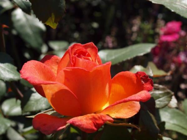 Kocas ssz bir yerde braknca onu, isyan etmeyen?  <br>mmetin kblesinde bir medeniyetin temellerini atan?</br>