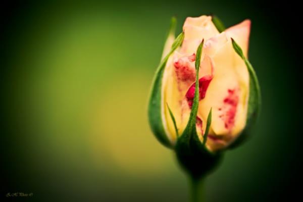 <br>Tek bana kalmaktan korkmayarak Allahu Teala'nn emrine rza gsteren?</br>  <br>lde bir oradan bir oraya koarak su ararken yavrusuna, zemzemi bulan ve mmete sa'y hediye eden?</br>  Evlad Rabbe Tela'ya kurban olan