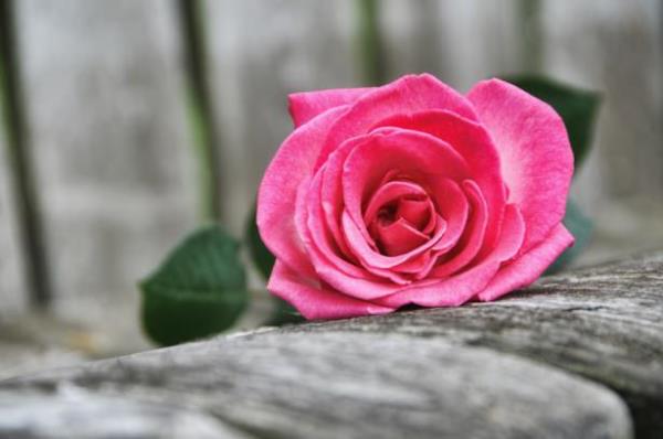 Fakat onu dourduunda "Allah onun ne dourduunu daha iyi bilirken" dedi ki: 'Rabbim, dorusu bir kz (ocuu) dourdum. Erkek ise, kz gibi deildir. Ona Meryem adn koydum. Ben onu ve soyunu o kovulmu eytandan Sana sndrrm.' (3/35?36)