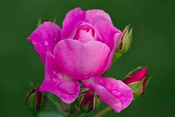 <br>Peygamberlik geldiinde ilk inanan?</br>  <br>Eini teskin eden ve malyla ona destek olan?</br>  <br>*Ona evlatlar veren?</br>  <br>Onu canndan ok seven?</br>