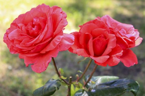 'Biz de ona shak' ardndan da torunu Ykub'u mjdeledik Kadn "vay, kendim koca bir kar, su zevcimde bir ihtiyar iken ben mi douracak mm? Bu dorusu pek alacak bir i" dedi Melekler "ey evin hanimi Allah'n rahmeti ve bereketleri zerinize olmuken, nasl Allah'n iine aacaksn O Hamid ve Meciddir" dediler ?(11?73)