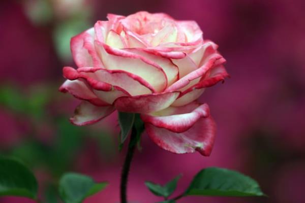 <br>Ama Allahu Teala'nn peygamber olacak bir evlatla mjdeledii?</br>  Melekler mjdeyi verince utanan ve aran?  <br>Neslinden insanlara imamlar gnderilen?</br>