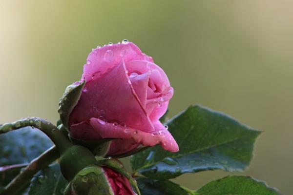 <br><b>Kadn?</b></br>  <br>Ad Hacer olan?</br>  <br>Smscak ln siyah incisi?</br>  <br>Hicretin bir dier ad?</br>  <br>mrn oradan oraya g etmekle geiren?</br>