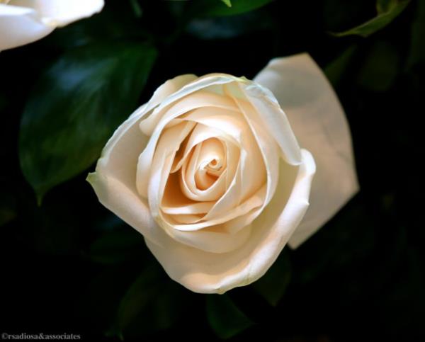 <br>ffetin ad...</br>  <br>Allahu Teala'nn kelimesine gebe? </br>  <br>ftiralar atlnca, Rabbin Tela'nin kundaktaki ocuuyla temize kard?</br>  <br>Allahu Teala?nn dnya kadnlarna tercih ettii ve kitabnda ismini anp rnek gsterdii?</br>