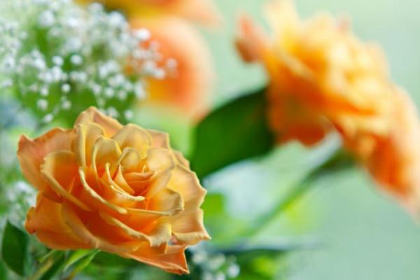 <br><b>Kadn?</b></br>  <br>Ad Amine olan?</br>  <br>Gen yata kocasn kaybeden ve yavrusunu babasz dnyaya getiren?</br>  <br>Dnyann en hayrl evladn karnnda tayan ve ona doyamadan ondan ayrlan?</br>  Brakt yavrusu (aleyhissaltu vesselm) dnyaya nurlar getiren