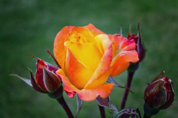 <br><b>'Hani melekler: </b></br>  'Meryem, phesiz Allah seni seti, seni arndrd ve lemlerin kadnlarna stn kld,' demiti' (3/42)