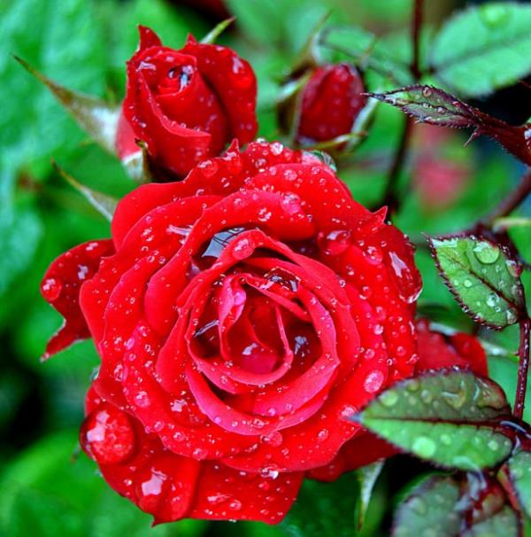 <br><b>Kadn?</b></br>  <br>Ad Hatice olan?</br>  <br>Krk yana geldiinde iki evlilik yapm ve iki eini de kaybetmi zengin dul?</br>  Bir daha evlendiinde yirmi beindeki eini memnun etmek iin her eyini sarf eden