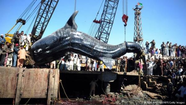 <p>Dnyann en byk bal</p>  Cce kpek bal gibi sadece 20 cm. uzunluunda olan trleri de var, balina kpek bal gibi devasa boyutta olanlar da. Bu balk, 13 metre uzunluunda ve 12 ton arlnda. Ama birok byk balk gibi balina kpek bal da zararsz. Sadece plankton ve mikroorganizmalarla besleniyor. Hatta sevilebilecek kadar uysal.