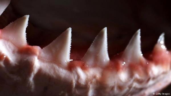 <p>Dekorasyon objesi</p>  Turistler ve av merakllar byk beyaz kpek balnn etkileyici dilerine hatr saylr paralar dyor. Diler kolye olarak boyunlar ya da oturma odalarnn bir kesini sslyor. Bir diin uzunluu 7,5 santimetreyi buluyor. Kpek balnn kafas da sevilen dekorasyon objeleri arasnda