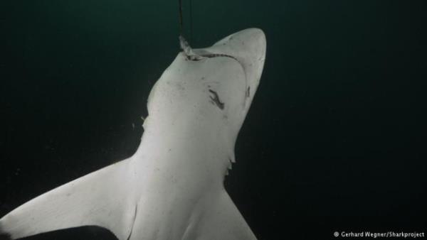 <p>Yava lm</p>  Kpek balklar yzgeleri iin ldrlyor. in ve dier Asya lkelerinde kpek bal yzgeci orbas en favori lezzetler arasnda. Yakalanan kpek balklarnn yzgeleri canl olarak kesildikten sonra, bedeni yeniden denize atlyor. Yaral kpek bal yava yava ve ac ekerek lyor.