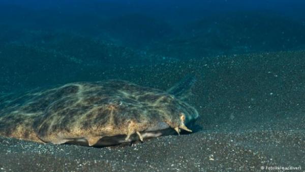<p>Bask ve zararsz</p>  Vatoza benzese de bu da bir kpekbal. Melek kpek balklar zemine kp avn bekler. Ancak dalglar deil, deniz salyangozlarn, kk balklar ve kabuklular...