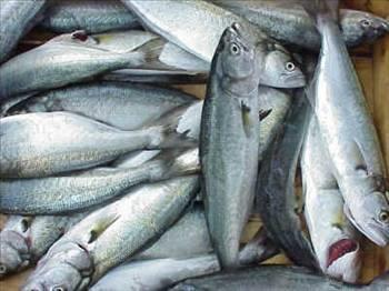 Balk beyin hcrelerinin geliimini salayan Omega-3 ierir. Haftada bir kez yenmesi tavsiye edilir.