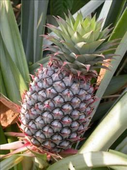 Ananas ezberlemek iin ok yararl bir besindir.