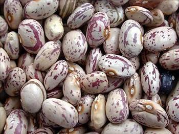 Barbunya, besinden alnan B1 vitamini eksik olursa, hafzann normalden daha zayf olmasna neden olur. Haftada 2-3 kez yenmelidir.