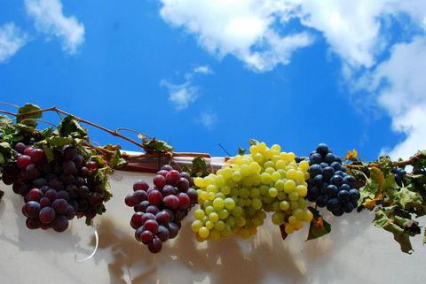 <b>ZM:</b> eker oran yksek bir meyve olan zm, diyabet hastalar iin sakncal. Ancak antioksidan asndan zengin bir besin olan zm kontroll tketmekte fayda var.