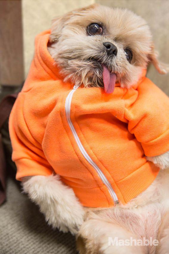 Sevimli James Franco taklidi